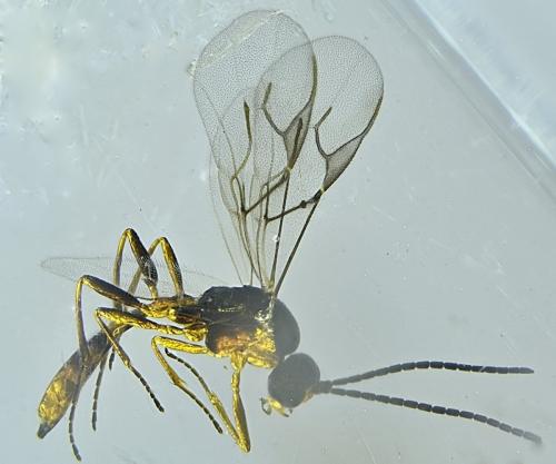 Réf. 334 925 : Aphidius sp.